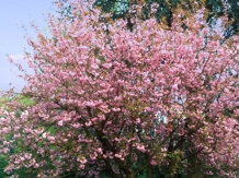 Kirschbaum im Garten